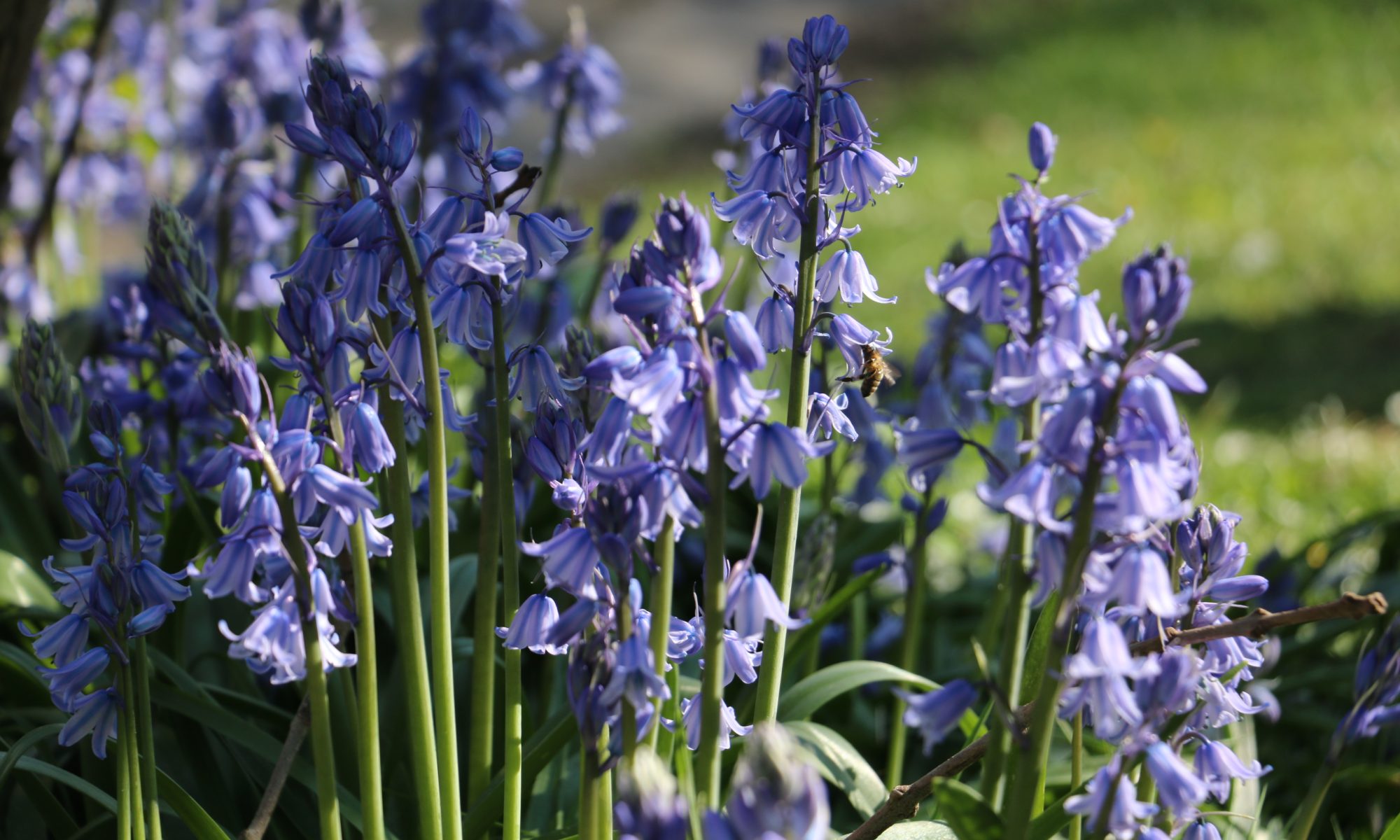 Bluebells