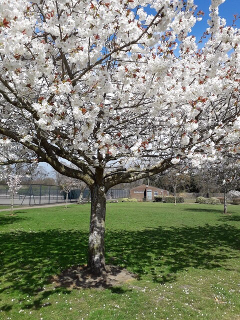 Cherry Blossom