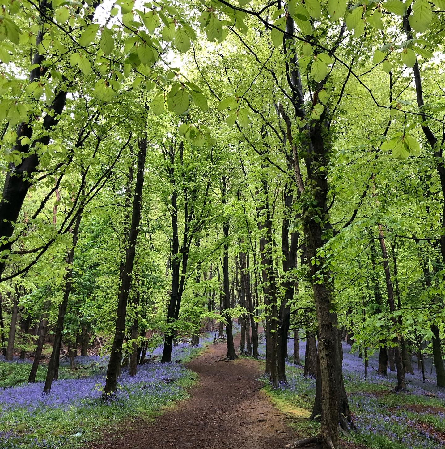 Bluebell pathway in the woods